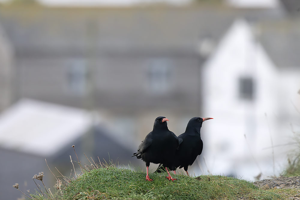 Chough